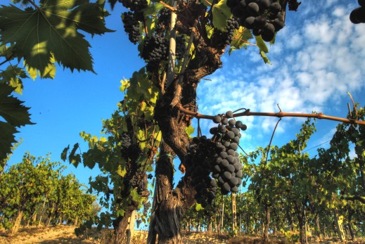 Sangiovese_grapevine