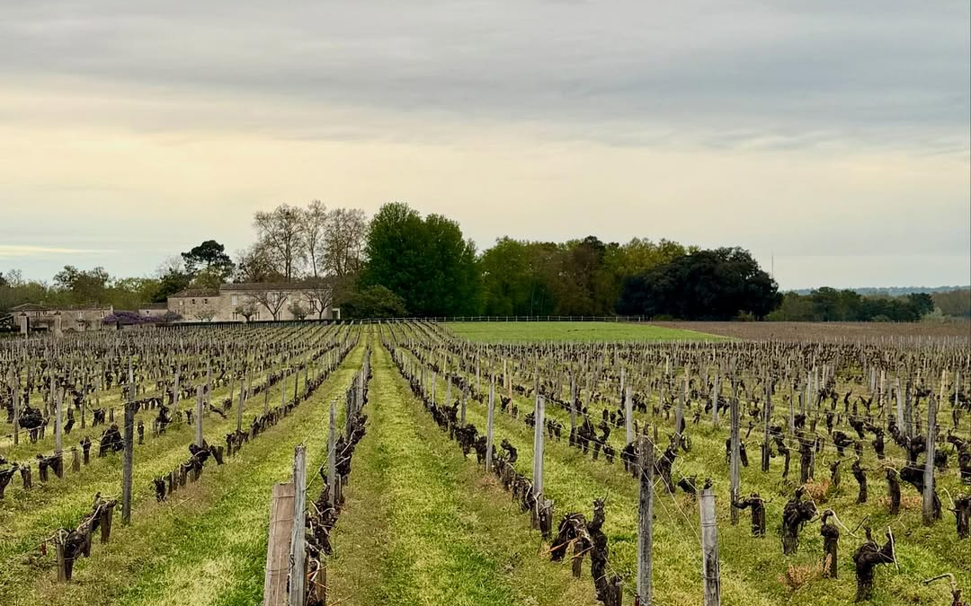 波尔多2024期酒专栏 │ 佩萨克-雷奥良产区与干白酒推荐酒款