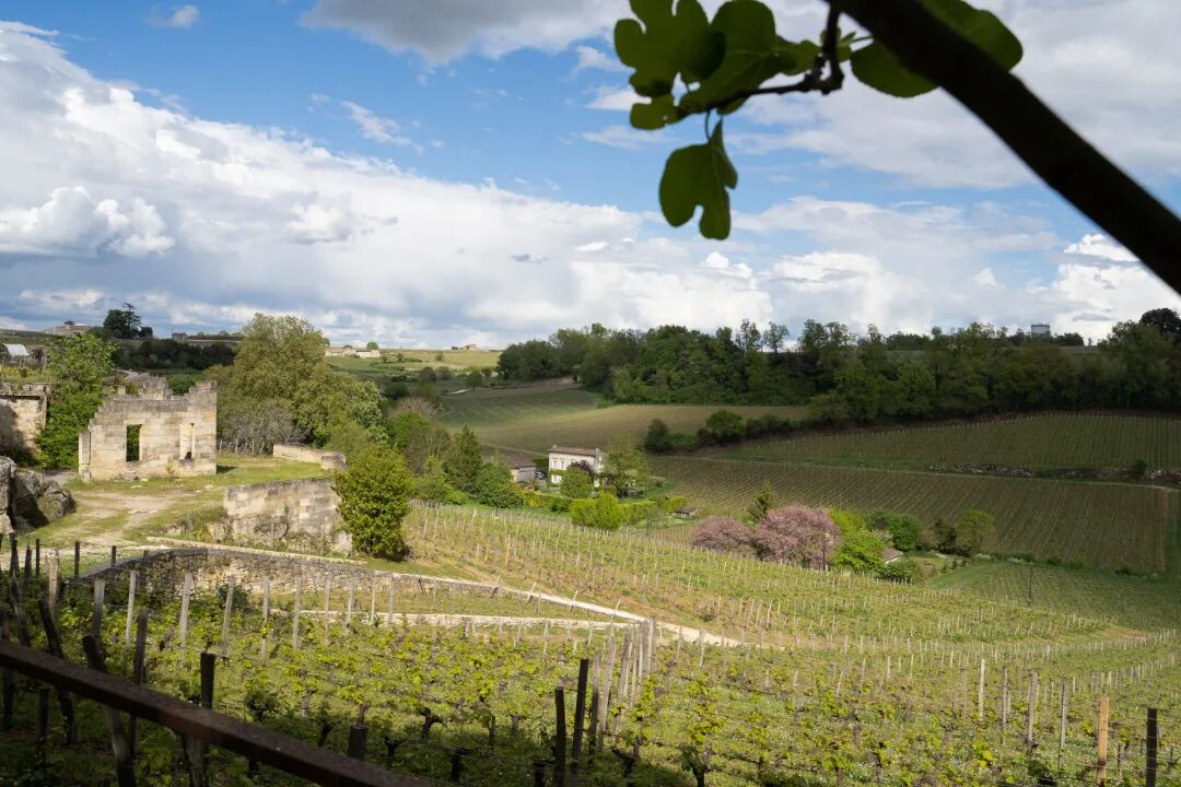 波尔多2024期酒专栏 │ 右岸——波美侯与圣爱美隆产区酒款推荐