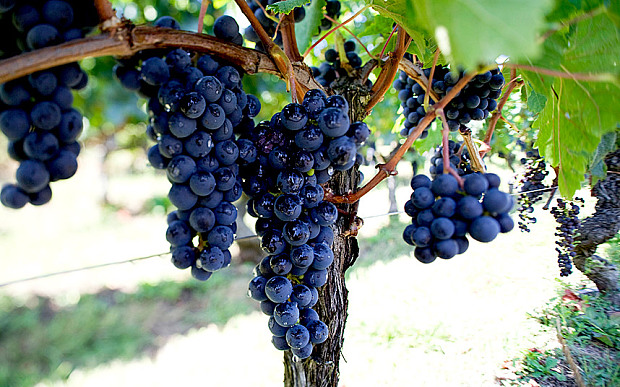 Bordeaux 2014 Harvest