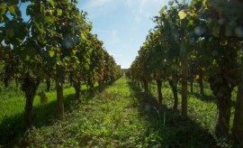 Bordeaux_vineyard_LePan-700x425-633x384