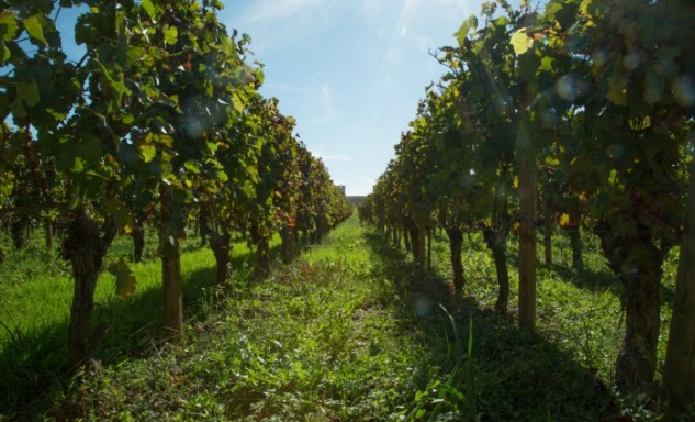 Bordeaux_vineyard_LePan-700x425-633x384