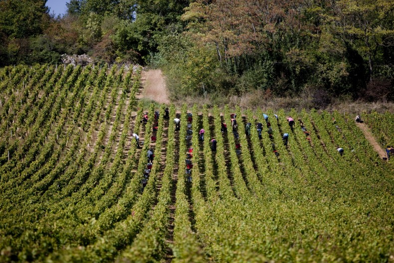 Burgundy harvest