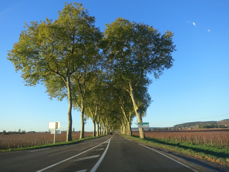 Burgundy road