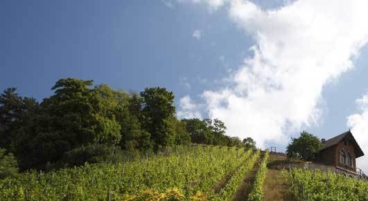 German Pinot Noir