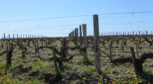 Lafite vine_0