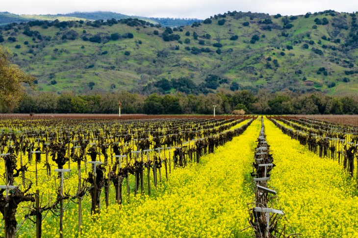 Napa Valley Vintners photo