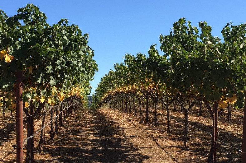 Napa vineyard