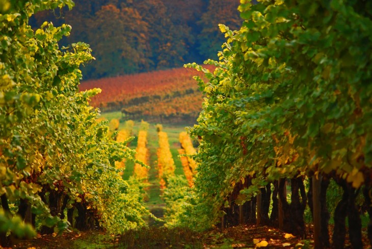 Riesling Vineyard in Germany
