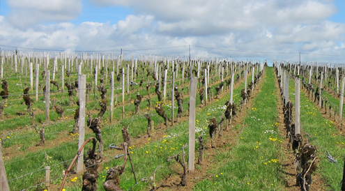 St Emilion vineyards_1