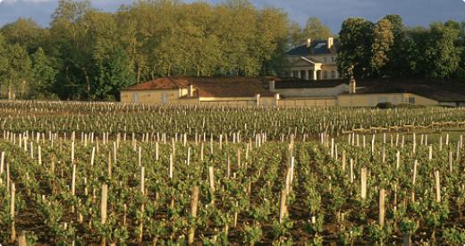 Vineyards at Chateau Margaux_1_0_0